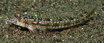Image of Callionymus pleurostictus (Blue-spotted ruddertail dragonet)