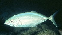 Image of Caranx ruber (Bar jack)
