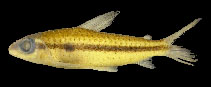 tn_Casch_u7.jpg