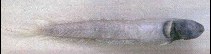 Image of Caragobius urolepis (Scaleless worm goby)