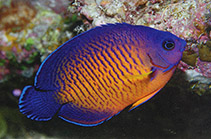 Image of Centropyge bispinosa (Twospined angelfish)