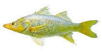 tn_Ceens_u0.jpg