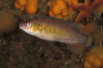 Image of Centrolabrus exoletus (Rock cook)