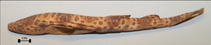 tn_Cesar_u0.jpg