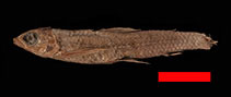 Image of Characidium brevirostre 