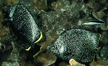 tn_Chdae_u0.jpg