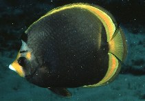 tn_Chfla_u1.jpg