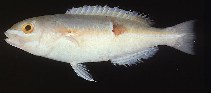 Image of Choerodon gomoni (Gomon\
