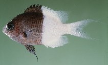tn_Chiom_u0.jpg