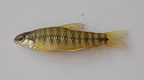 Image of Characidium lagosantense 