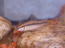 Image of Characidium lanei 