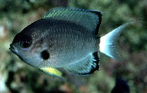 Image of Pycnochromis leucurus (Whitetail chromis)
