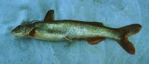 Image of Chrysichthys sianenna 
