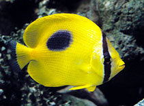 Image of Chaetodon speculum (Mirror butterflyfish)