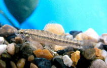 Image of Characidium steindachneri 