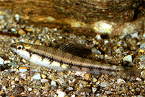 Image of Characidium zebra 