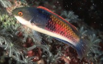 Image of Cirrhilabrus cyanopleura (Blueside wrasse)