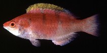 Image of Cirrhilabrus flavidorsalis (Yellowfin fairy wrasse)