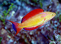 Image of Cirrhilabrus johnsoni (Johnson\