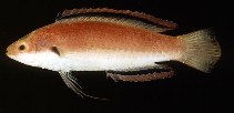 Image of Cirrhilabrus katherinae (Katherine\