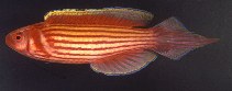 Image of Cirrhilabrus apterygia (Mutant wrasse)