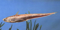 tn_Cobra_u0.jpg