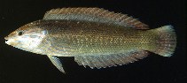 Image of Coris hewetti 