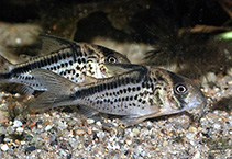 Image of Hoplisoma loxozonum (Dirty bandit cory)