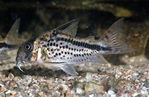 Image of Hoplisoma loxozonum (Dirty bandit cory)