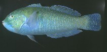 Image of Coris nigrotaenia (Blackbar coris)