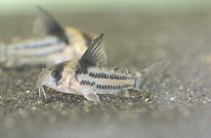 Image of Hoplisoma parallelum (Two line cory)