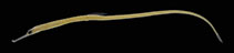 Image of Corythoichthys quattuordecim (Coral sea pipefish)
