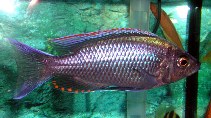 Image of Copadichromis virginalis (Lake Malawi utaka)