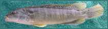 Image of Crenicichla hadrostigma 