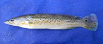 Image of Crenicichla lacustris 