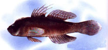 Image of Cristatogobius nonatoae 