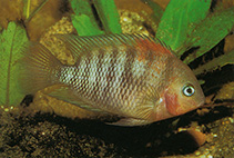Image of Cryptoheros spilurus (Blue-eye cichlid)