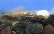 Image of Ctenogobius chengtuensis 