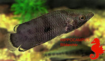 Image of Ctenopoma weeksii (Mottled ctenopoma)
