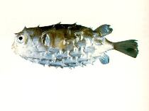 Image of Cyclichthys hardenbergi (Hardenburg\