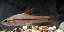 Image of Cyclocheilichthys janthochir 