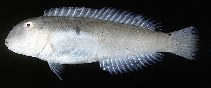 Image of Cymolutes lecluse (Sharp-headed wrasse)