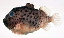 Image of Eumicrotremus lindbergi 