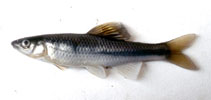 tn_Cyniv_m0.jpg