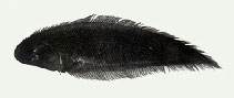 tn_Cyoli_u2.jpg