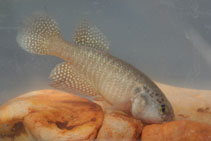 Image of Cynolebias parnaibensis 