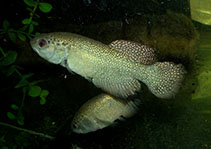 Image of Cynolebias perforatus 