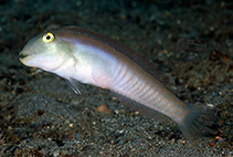 Image of Cymolutes praetextatus (Knife razorfish)