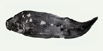 tn_Cypur_u8.jpg