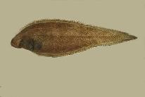 Image of Cynoglossus suyeni 